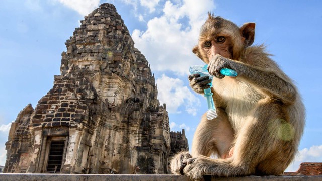 Thái Lan dập nạn khỉ tấn công người ở thủ phủ Lop Buri - Ảnh 1.