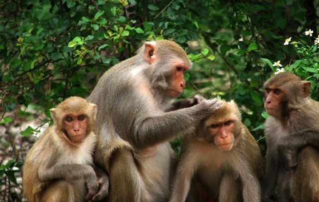 Đảo Rều - ngôi nhà của những chú khỉ hiến thân cho khoa học - Ảnh 3.