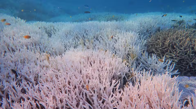 Các rạn san hô hứng chịu sự kiện tẩy trắng toàn cầu lần thứ tư - Ảnh 1.
