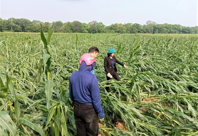 Lốc xoáy kinh hoàng gây thiệt hại hơn 700 ha cây trồng ở Nghệ An - Ảnh 1.