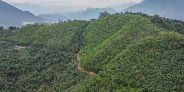 Chia sẻ 51,5 triệu USD cho 6 tỉnh Bắc Trung Bộ từ bán tín chỉ carbon rừng - Ảnh 1.