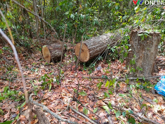 Phát hiện vụ khai thác gỗ trái phép tại Khu bảo tồn thiên nhiên Bình Châu - Phước Bửu - Ảnh 1.