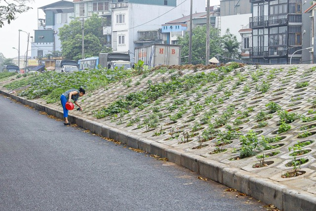 Người dân Thủ đô trồng rau sạch ở hốc bê tông bên triền đê - Ảnh 1.