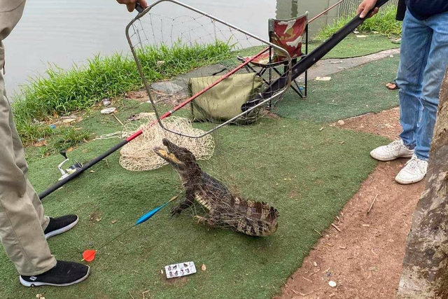 Cần thủ bắt được cá sấu dài gần 1m ở hồ câu Hà Nội gây sốt mạng - Ảnh 1.