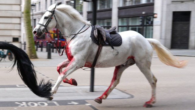 Ngựa kỵ binh Hoàng gia Anh chạy loạn ở London khiến 4 người bị thương - Ảnh 1.