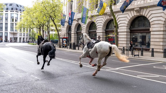 Ngựa kỵ binh Hoàng gia Anh chạy loạn ở London khiến 4 người bị thương - Ảnh 5.
