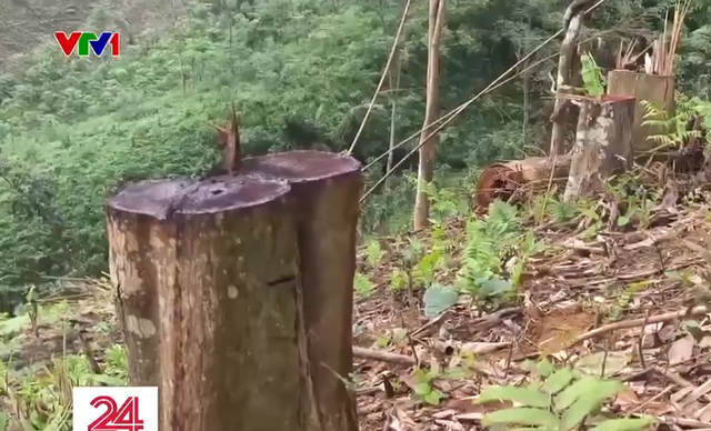 Hàng loạt cây gỗ bị chặt hạ ở Vườn quốc gia Xuân Sơn - Ảnh 1.