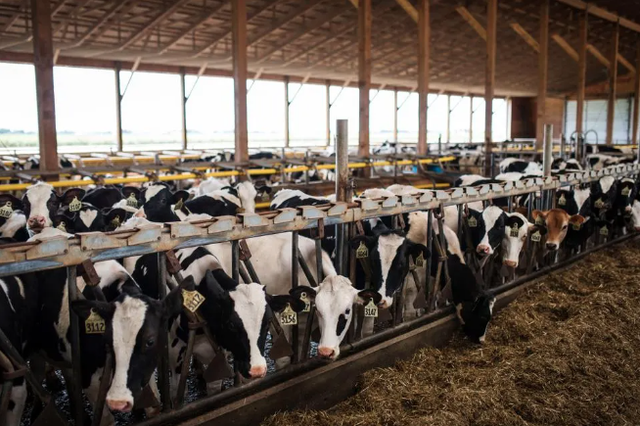 Colombia hạn chế nhập khẩu thịt bò từ Mỹ - Ảnh 1.
