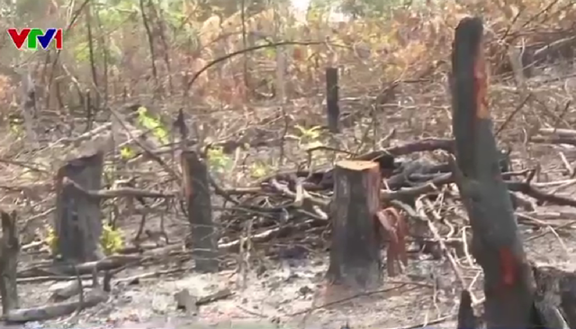 Phát hiện vụ phá rừng quy mô lớn tại khu vực giáp ranh - Ảnh 2.