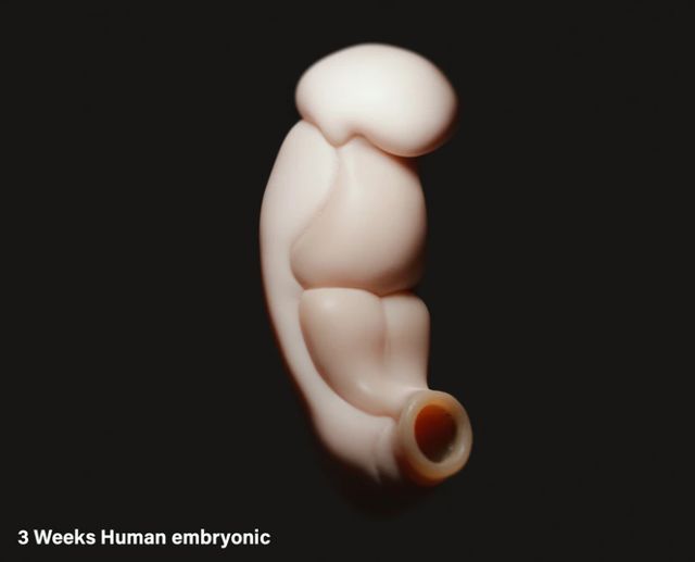Trung Quốc xây dựng mô hình 3D phôi thai người ở 2 - 3 tuần tuổi - Ảnh 1.