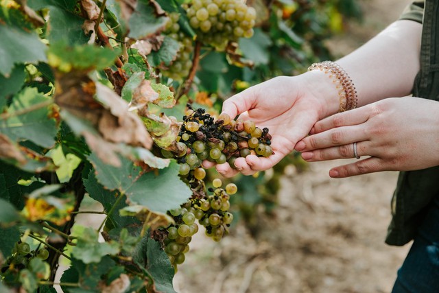 Vụ sản xuất rượu vang tồi tệ nhất trong 62 năm do thời tiết và biến đổi khí hậu cực đoan - Ảnh 1.