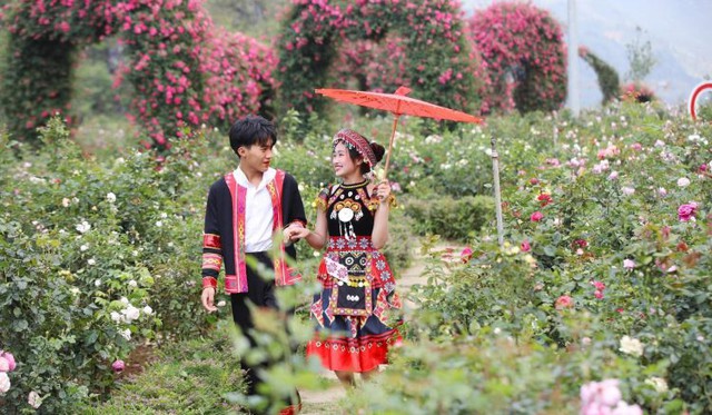 Thưởng lãm hoa tại Lễ hội hoa hồng Sapa Fansipan 2024 - Ảnh 1.