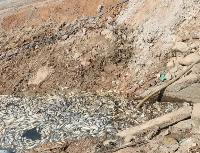 Đồng Nai: Làm rõ nguyên nhân hơn 100 tấn cá chết nổi trắng hồ Sông Mây - Ảnh 1.