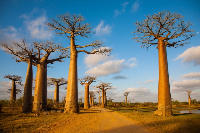 10 khu rừng cổ đại tuyệt đẹp còn tồn tại trên thế giới - Ảnh 9.