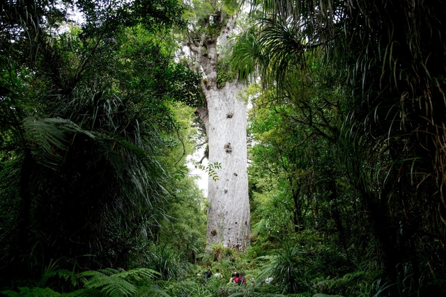 10 khu rừng cổ đại tuyệt đẹp còn tồn tại trên thế giới - Ảnh 8.