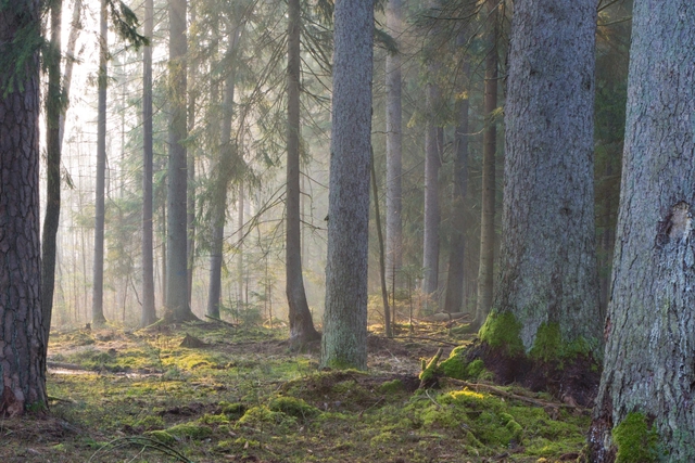 10 khu rừng cổ đại tuyệt đẹp còn tồn tại trên thế giới - Ảnh 7.