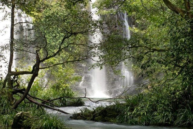 10 khu rừng cổ đại tuyệt đẹp còn tồn tại trên thế giới - Ảnh 6.