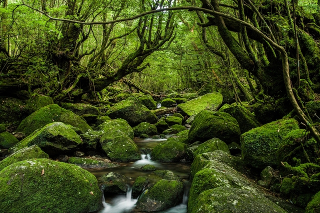 10 khu rừng cổ đại tuyệt đẹp còn tồn tại trên thế giới - Ảnh 3.