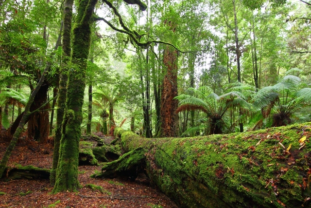 10 khu rừng cổ đại tuyệt đẹp còn tồn tại trên thế giới - Ảnh 1.