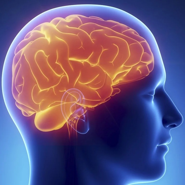 Não người không ngừng gia tăng kích thước có lợi cho việc chống lại bệnh sa sút trí tuệ - Ảnh 1.