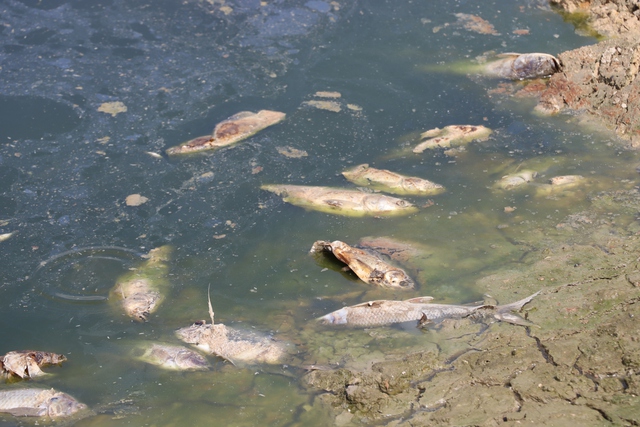 Đồng Nai: Khẩn trương xử lý cá chết hồ Sông Mây để tránh ô nhiễm - Ảnh 3.
