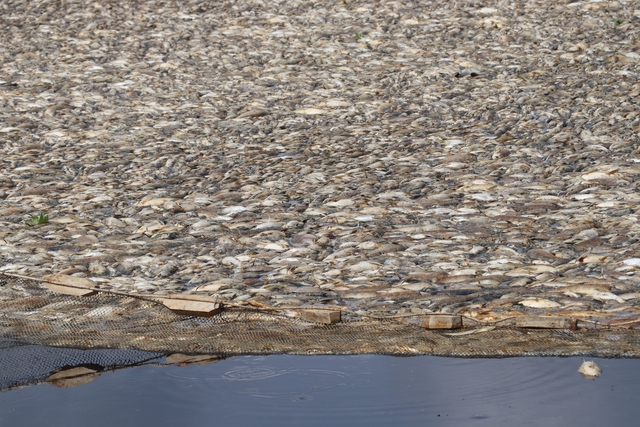 Đồng Nai: Khẩn trương xử lý cá chết hồ Sông Mây để tránh ô nhiễm - Ảnh 2.