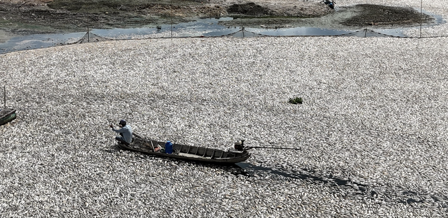 Đồng Nai: Khẩn trương xử lý cá chết hồ Sông Mây để tránh ô nhiễm - Ảnh 4.