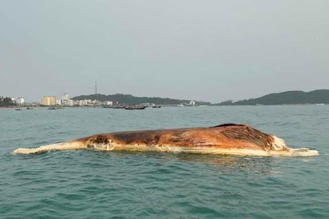 Xác cá voi nặng khoảng 10 tấn trôi vào vùng biển huyện Cô Tô - Ảnh 1.