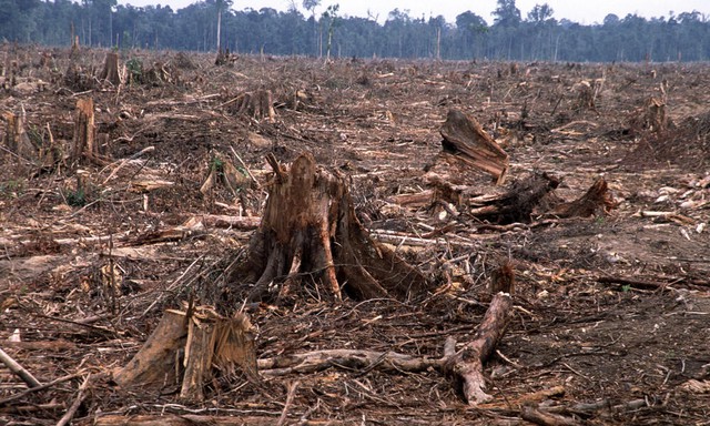 Thế giới mất diện tích rừng gần bằng Thụy Sĩ trong năm 2023 - Ảnh 1.