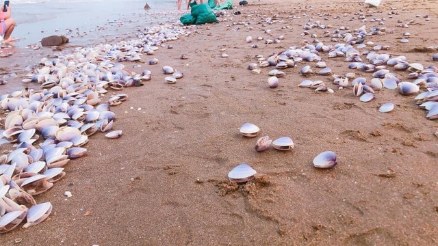 Hà Tĩnh: Hàng tấn ngao tím dạt vào bờ biển - Ảnh 3.