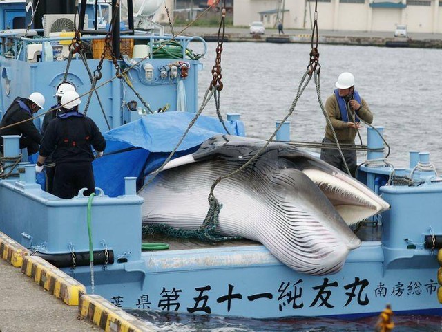 Nhật Bản nối lại săn bắt cá voi vây lớn - Ảnh 1.