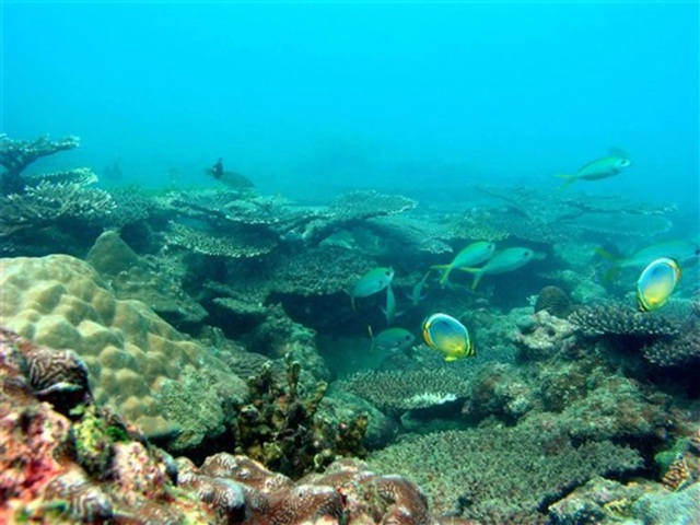 Thái Lan đóng cửa rạn san hô để phục hồi - Ảnh 1.