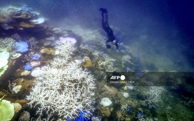Australia tài trợ 11,5 triệu USD cho các dự án bảo vệ rạn san hô Great Barrier - Ảnh 1.