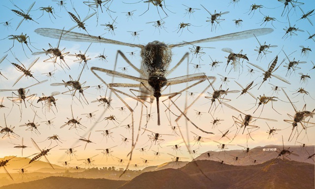 Los Angeles (Mỹ) thả 20.000 muỗi đực để diệt muỗi vằn - Ảnh 1.