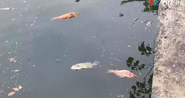 TP Hồ Chí Minh: Xử lý cá chết nổi lềng bềnh trên kênh Nhiêu Lộc - Thị Nghè - Ảnh 4.