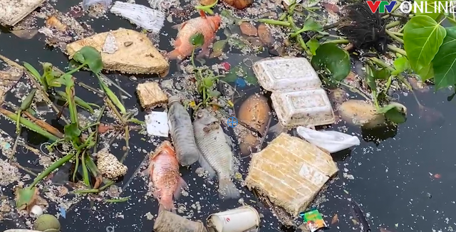 TP Hồ Chí Minh: Xử lý cá chết nổi lềng bềnh trên kênh Nhiêu Lộc - Thị Nghè - Ảnh 3.