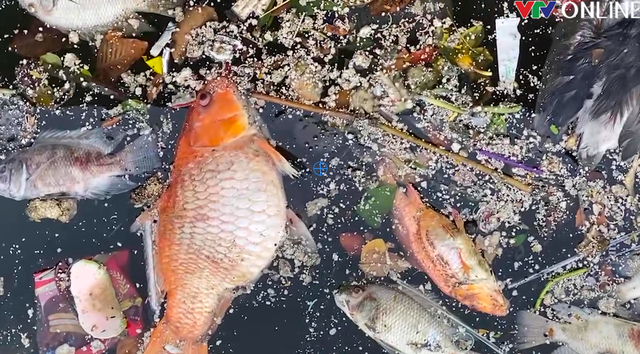 TP Hồ Chí Minh: Xử lý cá chết nổi lềng bềnh trên kênh Nhiêu Lộc - Thị Nghè - Ảnh 2.