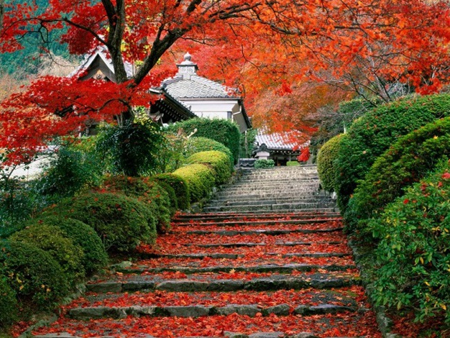 Cảnh đẹp thiên đường ở Nhật Bản qua 25 bức ảnh  ChuduInfo