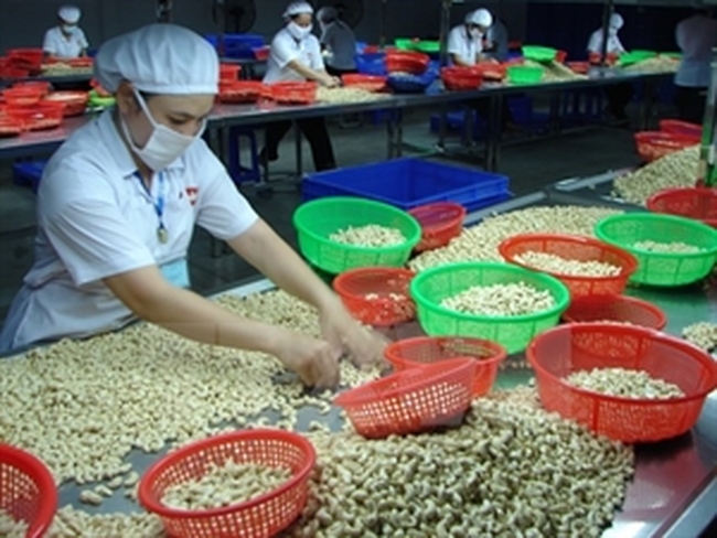 Processing cashew nuts (Photo: VNA)