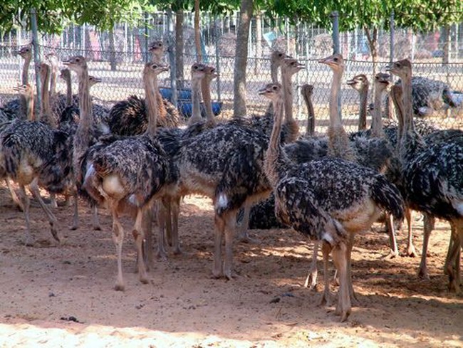 Ostrich farms are developed in Vietnam