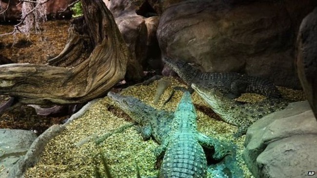 Baby Cuban crocodiles have been bred successfully since the 1980s at Skansen zoo in Stockholm