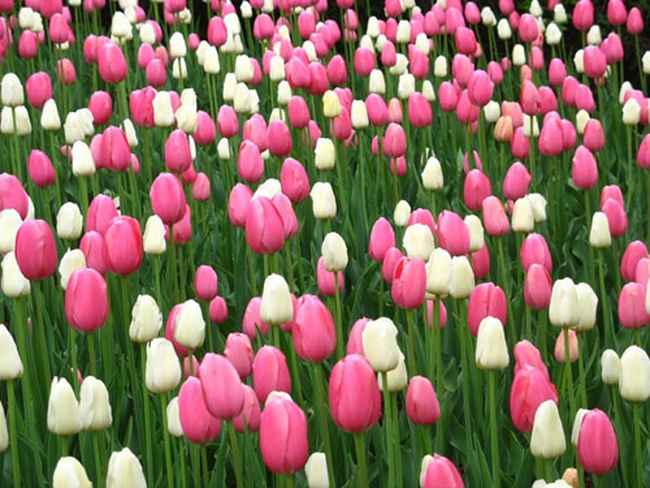 Hoa tulip Hà Lan nổi tiếng với những màu sắc tươi tắn và đa dạng từ đỏ, vàng, trắng cho đến hồng, tím. Xem hình ảnh về những bông hoa tulip đẹp tuyệt vời khi đang nở rực rỡ giữa cánh đồng lúa sẽ khiến bạn say mê.