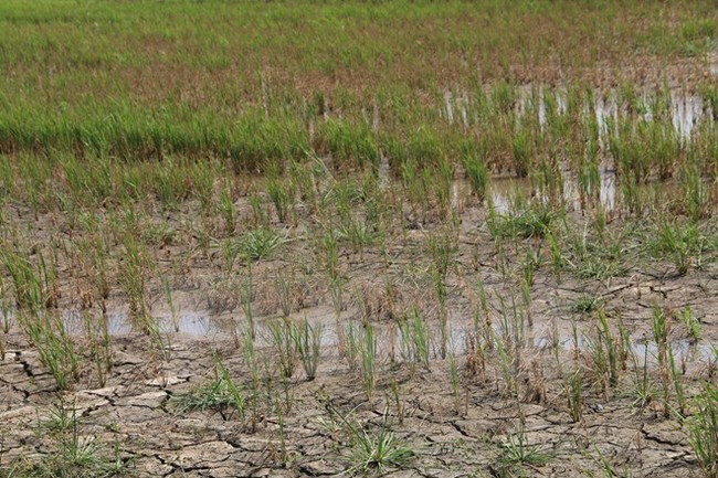 Many hectares of rice field in Tra Vinh suffer from droughts. (Photo: VNA)