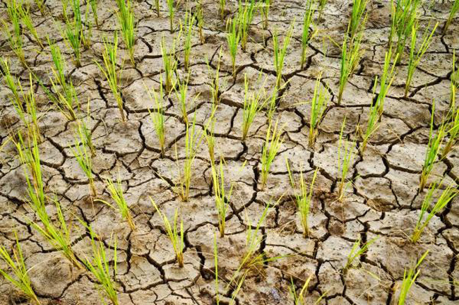 Agricultural production has been threatened by El Nino