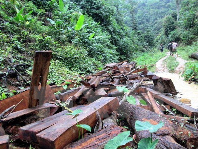 Southern localities review forest protection activities