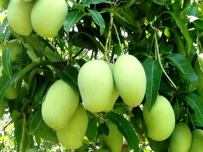 à¸à¸¥à¸à¸²à¸£à¸à¹à¸à¸«à¸²à¸£à¸¹à¸à¸ à¸²à¸à¸ªà¸³à¸«à¸£à¸±à¸ green mango