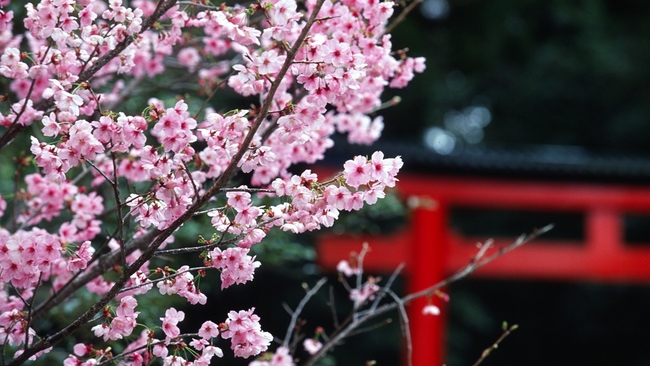 Japanese cherry blossoms (Credit: NDO)