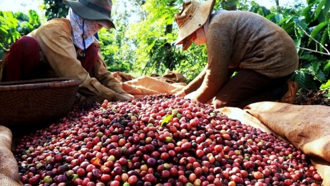 Vietnam is looking to export US$6 billion of coffee by 2030.