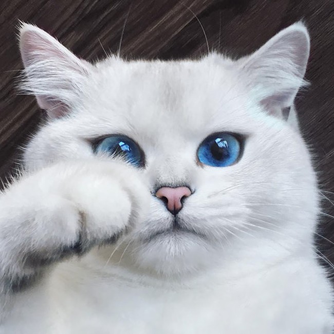 Chắc chắn bạn sẽ không thể rời mắt khỏi những hình ảnh chú mèo đẹp này. Bộ lông đa dạng từ màu trắng ngọc trai đến màu tuxedo cùng với những đôi mắt to tròn đầy thu hút, chú mèo đẹp sẽ khiến bạn đắm say.