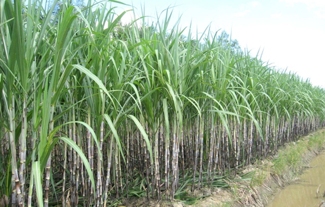 Б сахарный тростник. Сахарный тростник. Сахарный тростник культивируемый. Барбадос сахарный тростник. Сельскохозяйство Египта сахарный тростник.